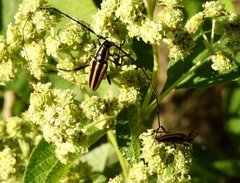 Sphaenothecus trilineatus
