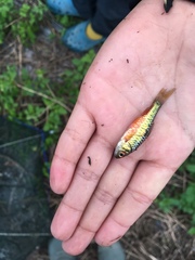 Barbodes semifasciolatus