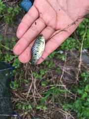 Barbodes semifasciolatus