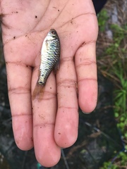 Barbodes semifasciolatus