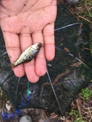 Barbodes semifasciolatus