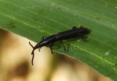 Trachelizini