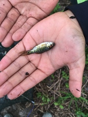 Barbodes semifasciolatus