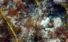 Australaria australasia