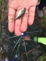 Barbodes semifasciolatus