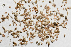 Sporobolus flexuosus