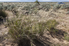 Sporobolus flexuosus