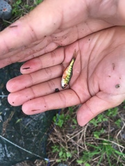 Barbodes semifasciolatus