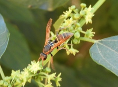 Polistes pacificus