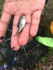 Barbodes semifasciolatus