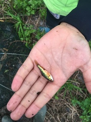 Barbodes semifasciolatus