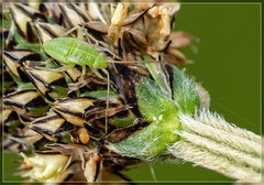 Closterotomus norwegicus