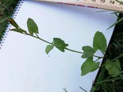 Convolvulus arvensis