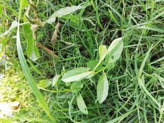 Convolvulus arvensis