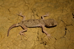 Bogdanov's Thin-Toed Gecko photo 2
