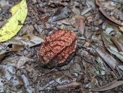 Calatola costaricensis