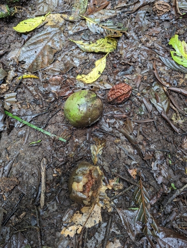 Calatola costaricensis, photograph 1