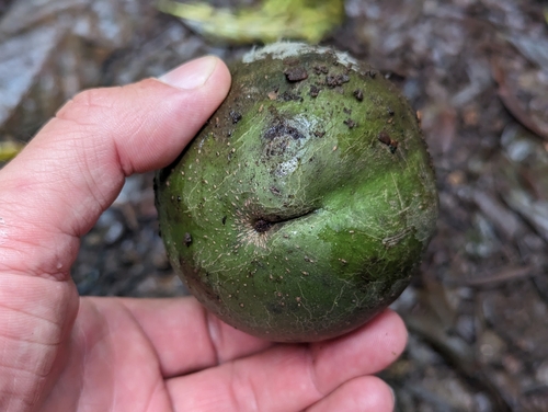 Calatola costaricensis, photograph 2