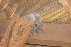 Avicularia avicularia