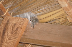 Avicularia avicularia