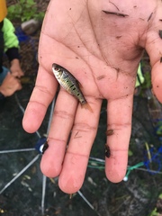 Barbodes semifasciolatus