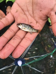 Barbodes semifasciolatus