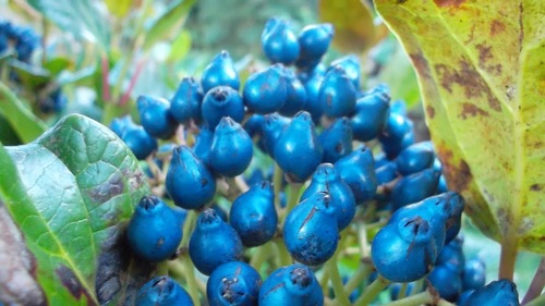 Azorean Laurustinus