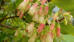 Vaccinium cylindraceum