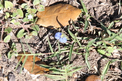 Evolvulus alsinoides