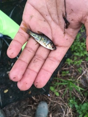 Barbodes semifasciolatus