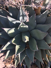 Agave parryi parryi