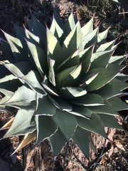 Agave parryi parryi
