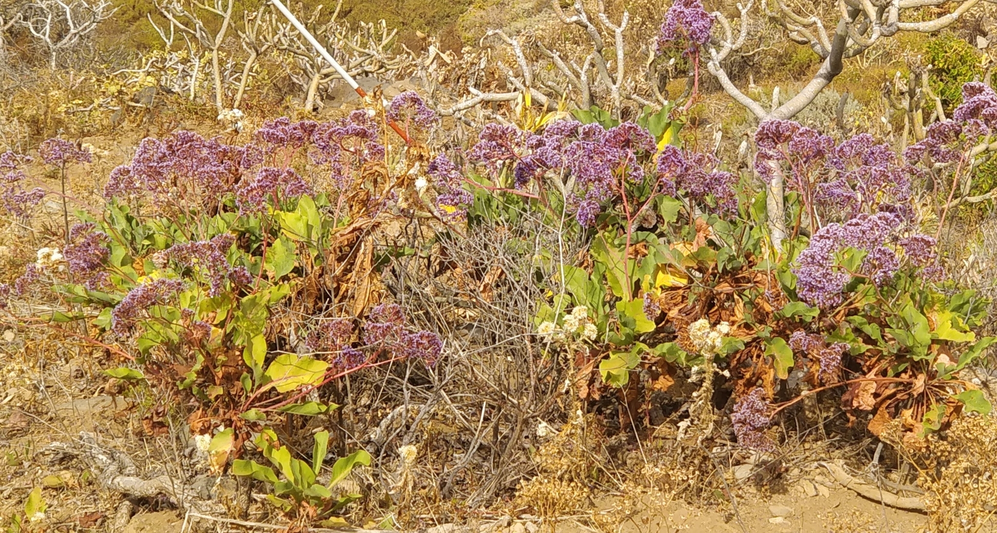 Tree Limonium (Limonium arboreum)