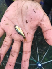 Barbodes semifasciolatus