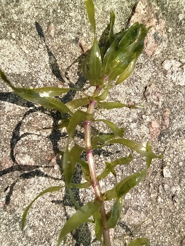 Elodea nuttallii iNat (2)