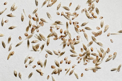 Sporobolus contractus