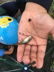 Barbodes semifasciolatus