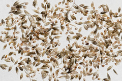 Sporobolus flexuosus