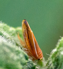 Idiodonus kennicotti