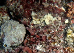 Teichonopsis labyrinthica