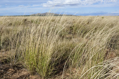 Sporobolus contractus