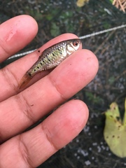 Barbodes semifasciolatus