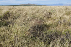 Sporobolus flexuosus