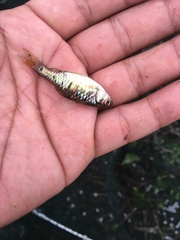 Barbodes semifasciolatus