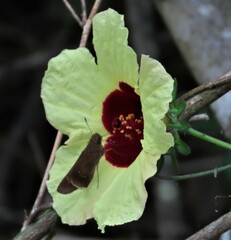 Hibiscus surattensis image