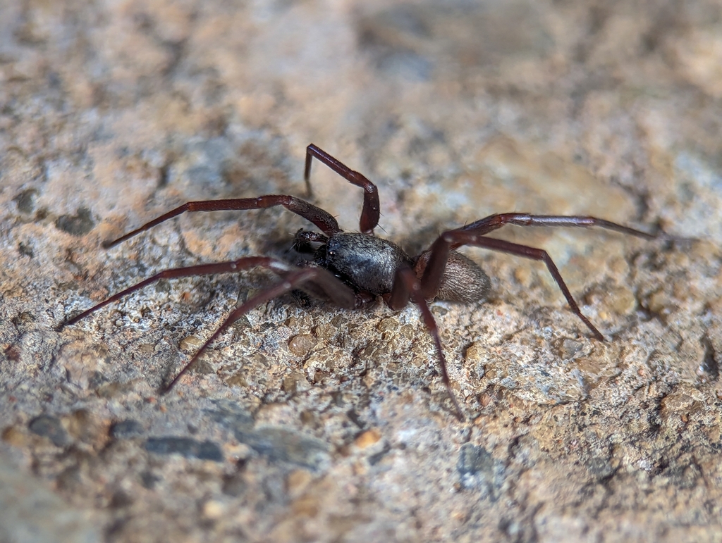 Ant mimic spider