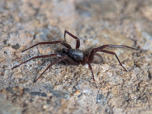 Ant mimic spider