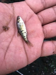 Barbodes semifasciolatus