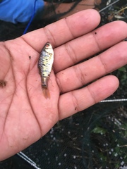 Barbodes semifasciolatus