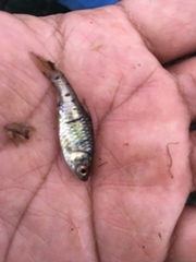 Barbodes semifasciolatus